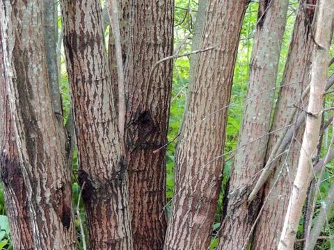 Several tree trunks growing from a single root, against a background of bright Stock Photos