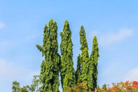 Several trees  in  blue sky Stock Photos