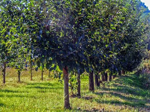 Several trees in the field Фото