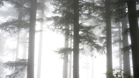 Several Trees in a forest engulfed by fog, branches moving in the wind Stock Footage 70073280