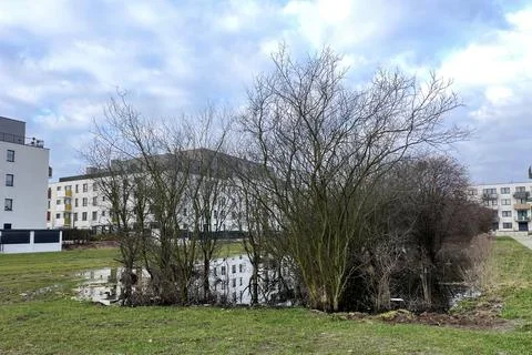 Several trees grow in a pool of water on the lawn between the high-rise Stock Photos