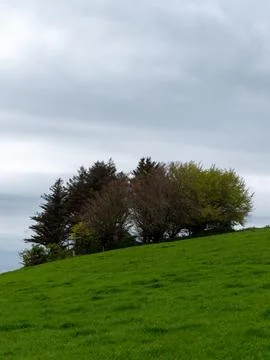 Several trees on the hill on a spring day. Cloudy sky, landscape. Green grass Stock Photos