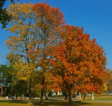 Several trees in park with vibrant colored leaves during autumn time Stock Photos