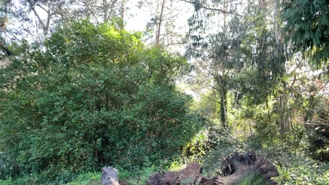 Several trees of a small forest and a group of trunks in the forest deforested Stock Footage 169238848