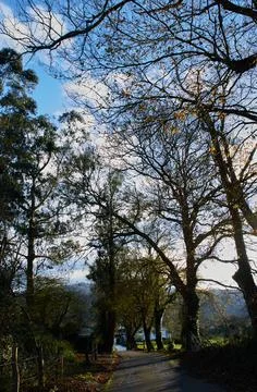 Several trees without leaves in winter with cloud background and a nice blue sky Stock Photos