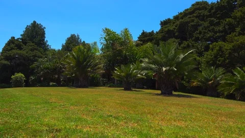 Several tropical palm trees grows in a green meadow in summer in the garden Stock Footage 123135741