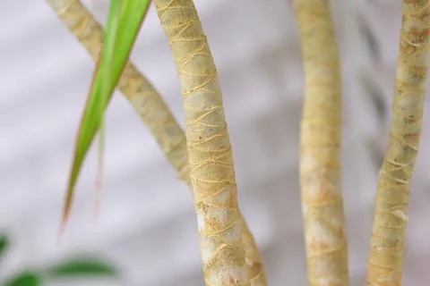 Several trunks of dracaena Foto stock