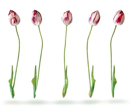 Several tulips in a row Stock Photos