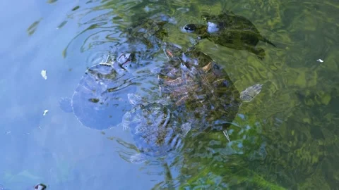 Several turtles in the lake. Turtles swim in the lake. Turtles close-up Video stock 201528283