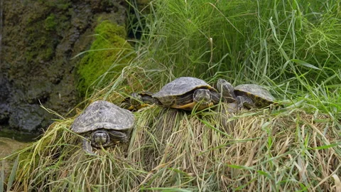 Several turtles lie on the grass and bask. A crowd of reptiles together. Stock Footage 159702928
