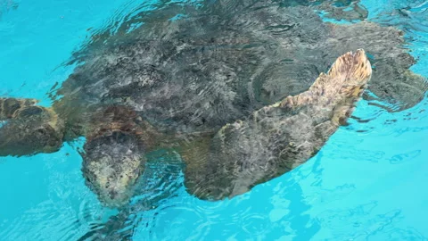 Several turtles in a sanctuary come to feed at the surface 库存影片 255583016