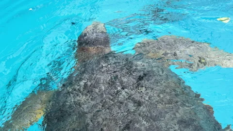 Several turtles in a sanctuary come to feed at the surface Stock Footage 256019151