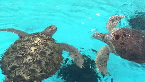 Several turtles in a sanctuary come to feed at the surface 库存影片 256019228