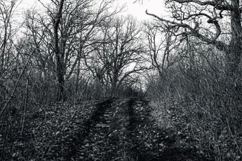 Several Twisted tree branches that are silhouetted down dark path Stock Photos