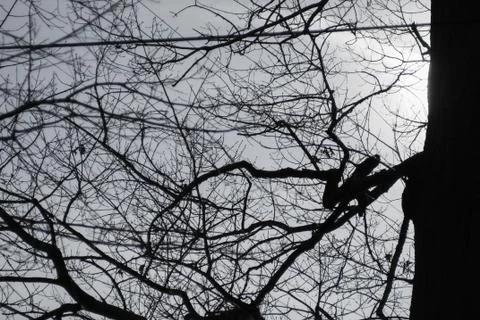 Several Twisted tree branches that are silhouetted Stock Photos