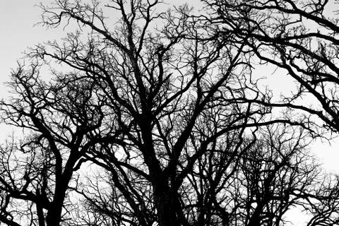 Several Twisted tree branches that are silhouetted Stock Photos