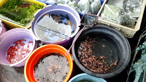 Several types of beautiful ornamental fish Stock Footage 196211718