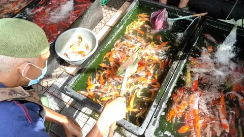 Several types of koi fish Stock Footage 196208054