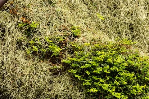 Several types of plants grow side by side in a forest area. Green leaves mix  Stock Photos