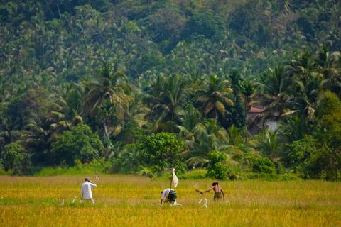 Several unrecognizable men working in rice field Stock Photos
