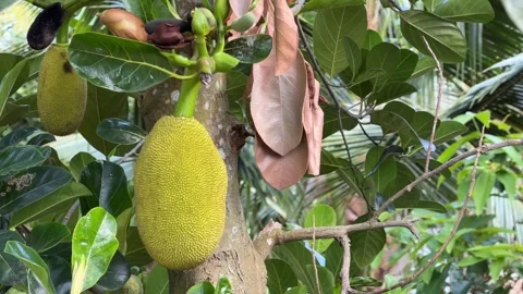 Several unripe jackfruit develop together among leaves with rows of fruit trees 库存影片 329486996