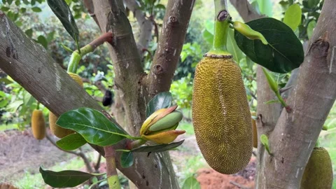 Several unripe jackfruit hang from a tree branch among dense green leaves with 库存影片 329304739