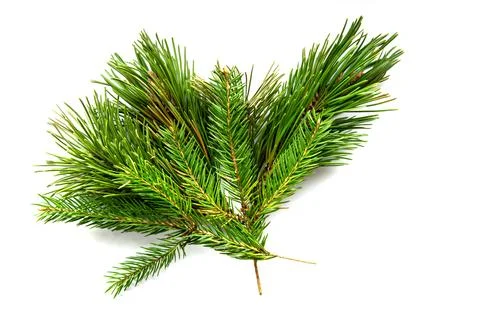 Several vibrant green pine branches are carefully arranged against a clean wh Stock Photos
