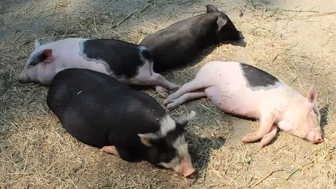 Several Vietnamese pigs resting on a farm Stock Footage 91201233