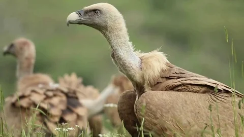 Several vultures in the grass Stock-Footage 72226944