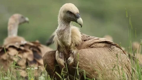 Several vultures in the grass Stock-Footage 72226979