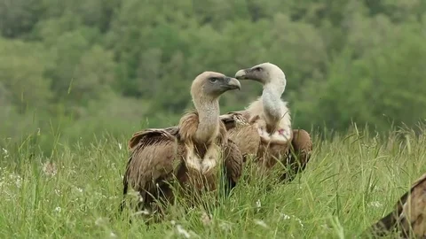 Several vultures in the grass Stock-Footage 72227018