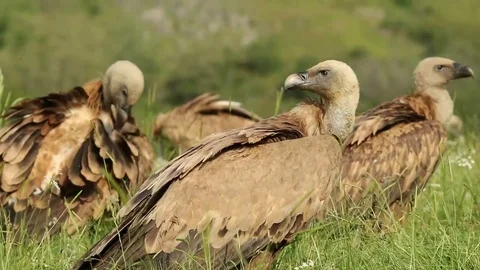Several vultures in the grass Stock-Footage 72227201