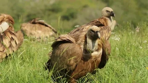 Several vultures in the grass Stock-Footage 72227232