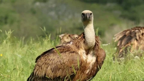 Several vultures in the grass Stock Footage