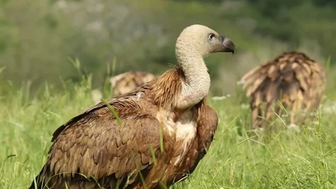 Several vultures in the grass Stock-Footage 72227306