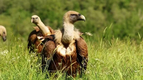 Several vultures in the grass Stock-Footage 72227512