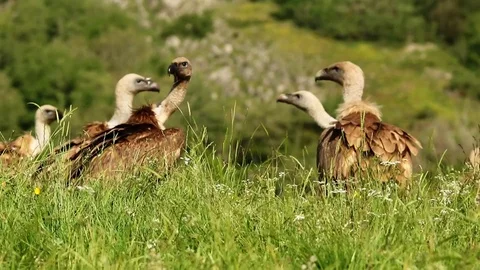 Several vultures in the grass Stock-Footage 72227652