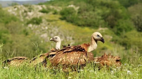 Several vultures in the grass Stock-Footage 72227784