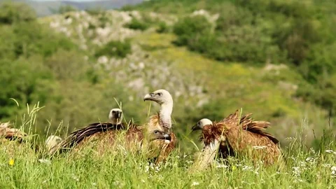 Several vultures in the grass Stock-Footage 72227936