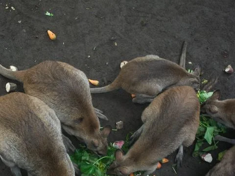 Several Wallabies Stock Photos