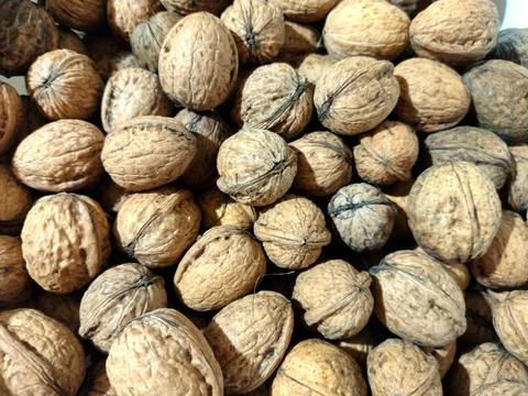 Several walnuts isolated on white Фото
