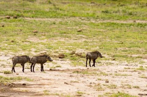 Several warthogs in the savannah Stock-Fotos