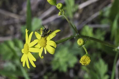 Several wasps on a chamomile flower 스톡 사진