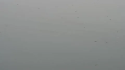 Several water striders Vídeo Stock 329382117