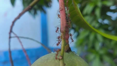 Several weaver ants moving diligently along a mango tree branch Stock Footage 337889878