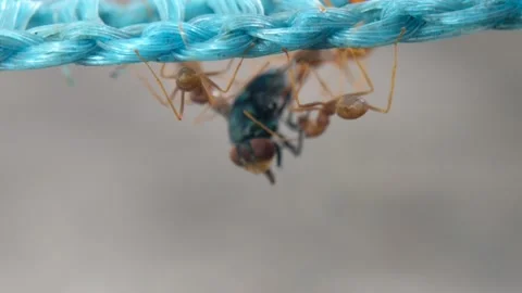Several weaver ants working together to bring a dead fly. Stock Footage 230018282