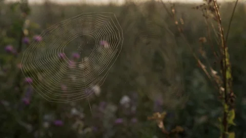 Several webs in one shot 库存影片 94422238
