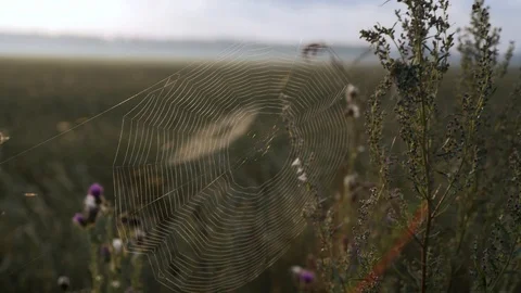 Several webs in one shot Stock Footage 94454185