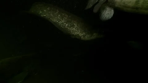 Several wels catfish come and go in the darkness of dark murky water Stock Footage 346560751