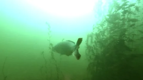 Several wels catfish swim among carp, showing the cohabitation of both species Stock Footage 346560163